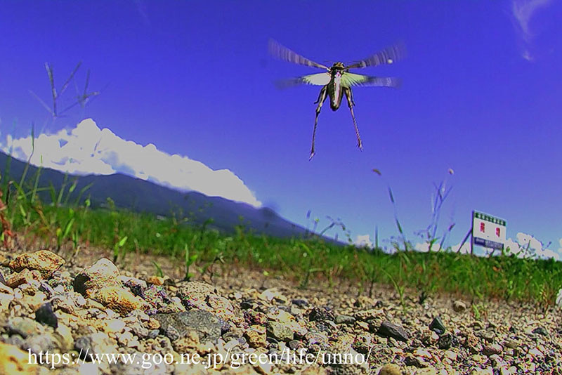 クルマバッタモドキの飛翔