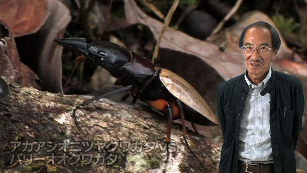 カブトクワガタの闘い方