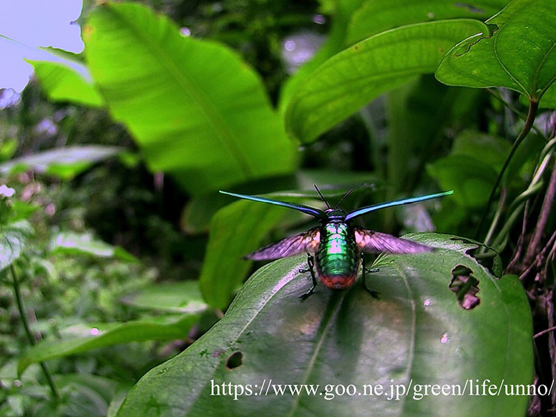 タイのタマムシの仲間の飛翔
