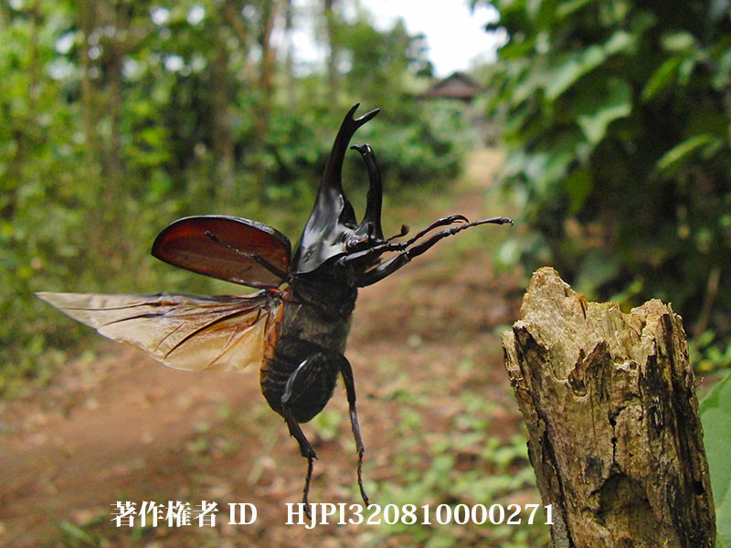 ヒメカブトの飛翔