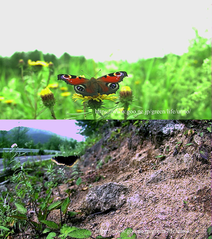 キベリタテハとクジャクチョウ
