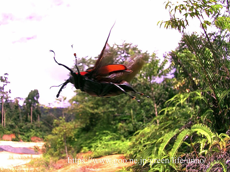 タイショウオサゾウムシの飛翔