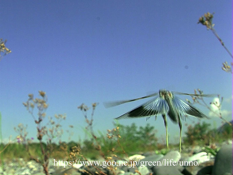 カワラバッタのジャンプ