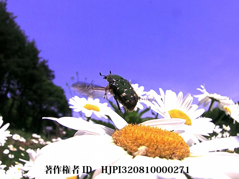 コアオハナムグリの飛翔