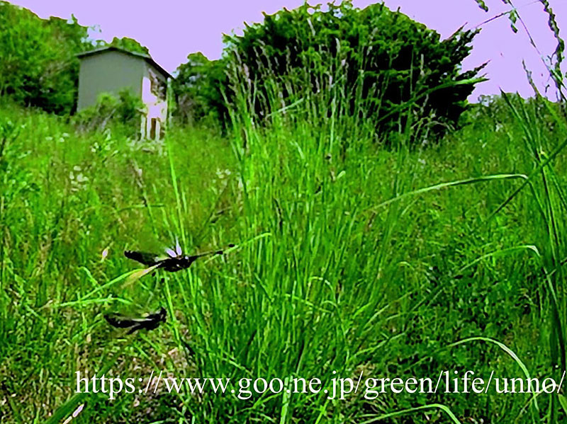 キバネツノトンボの空中交尾