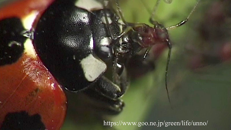 ナナホシテントウの捕食