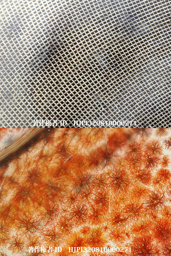 車エビの尻尾と複眼