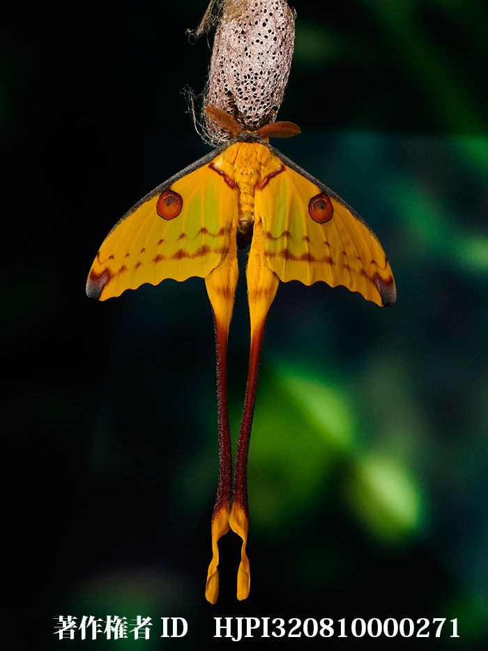 マダガスカルオナガヤママユ