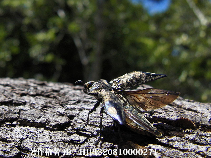 カワリタマムシ