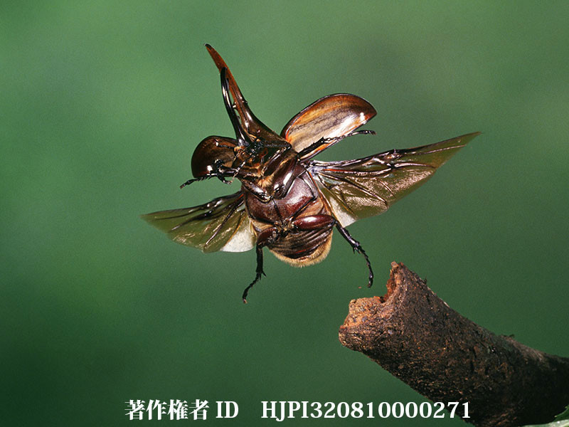 ヘラクレスオオカブトの飛翔