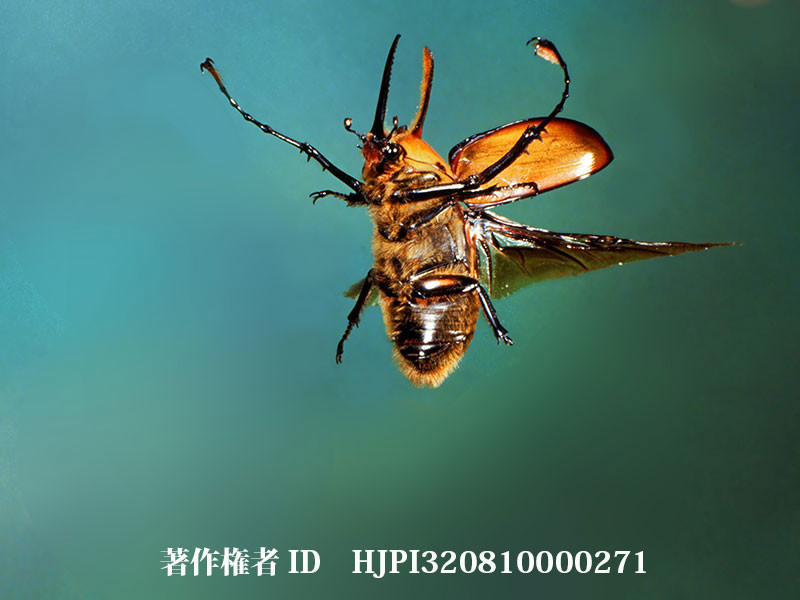 ノコギリタテヅノカブトの飛翔