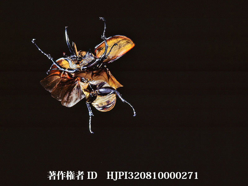 ゾウカブトの飛翔