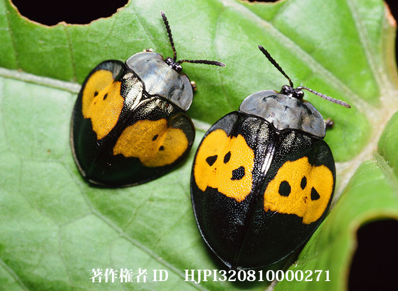 キモンカメノコハムシ