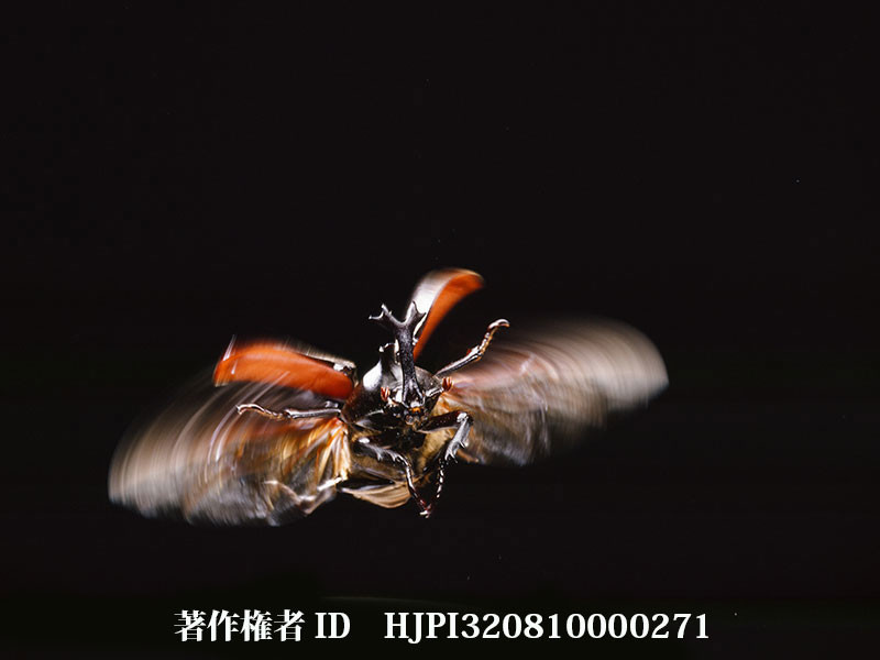 カブトムシの飛翔