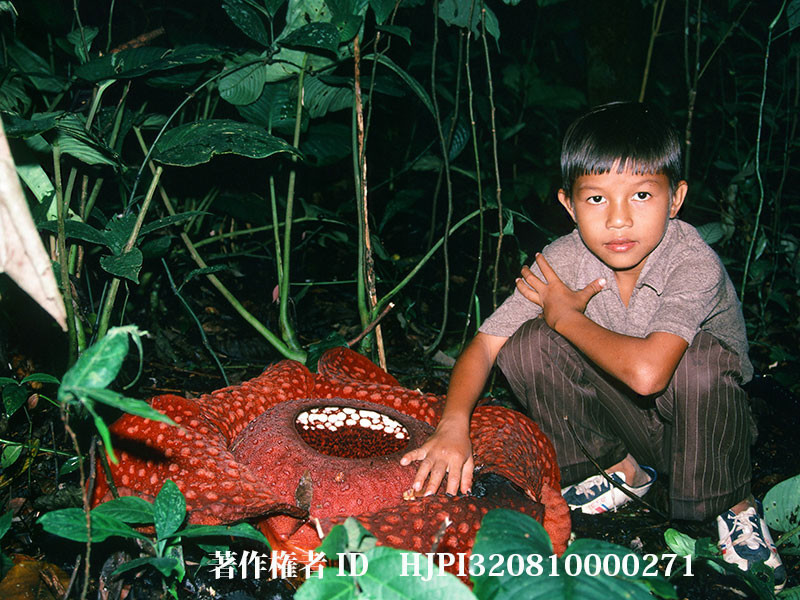 ラフレシアと少年