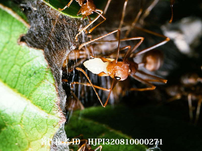 幼虫を使って巣作りするツムギアリ