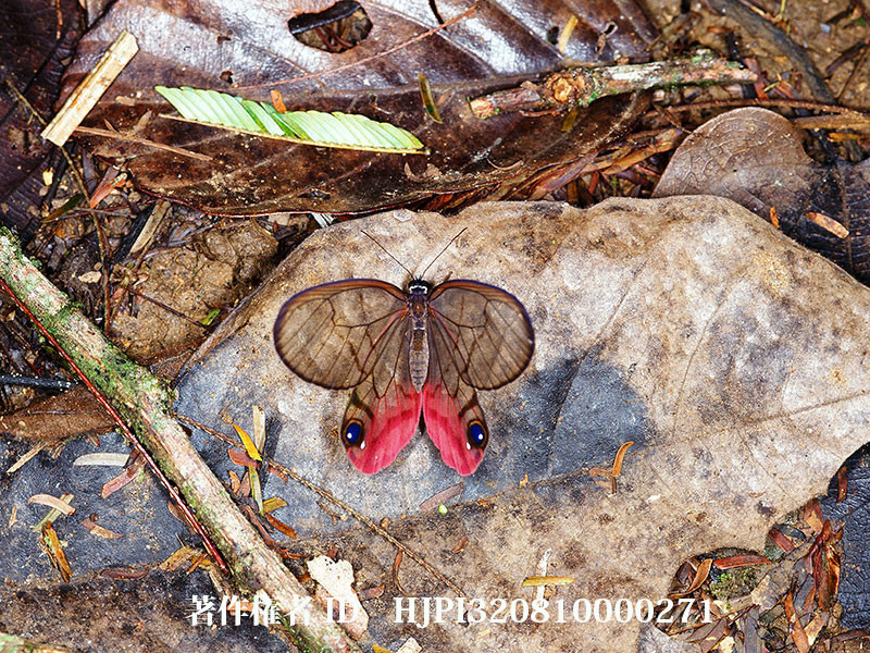 ベニスカシジャノメ