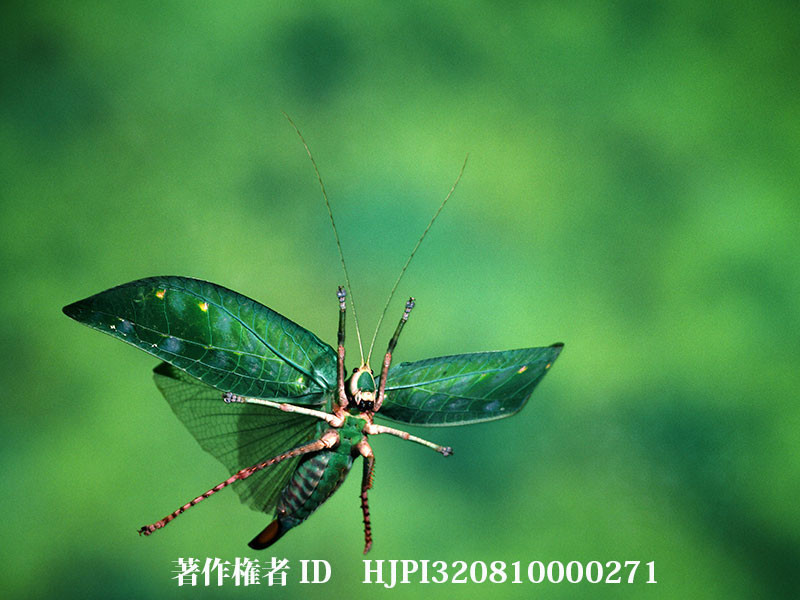 コノハギスの飛翔