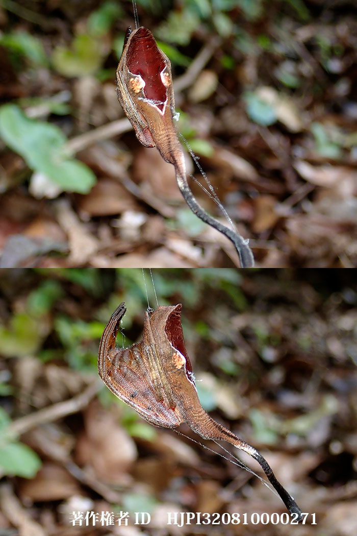 枯葉にそっくりなゲボウグモの仲間