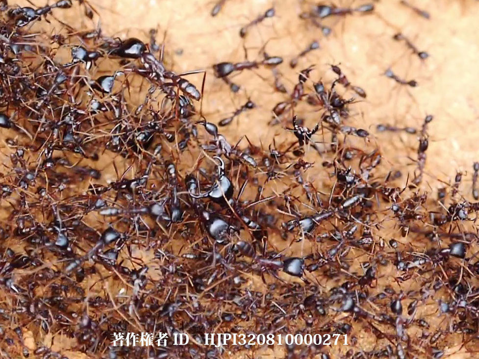 サスライアリとハネカクシ