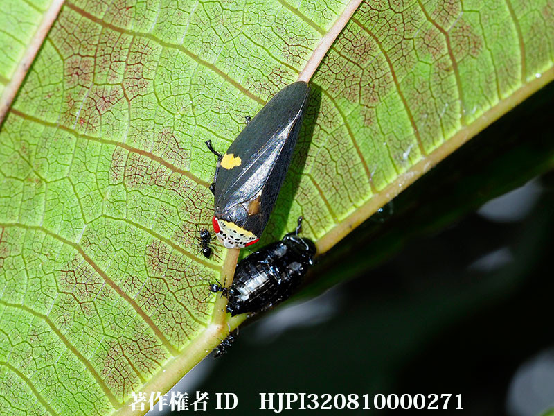 カメルーンのアワフキムシ