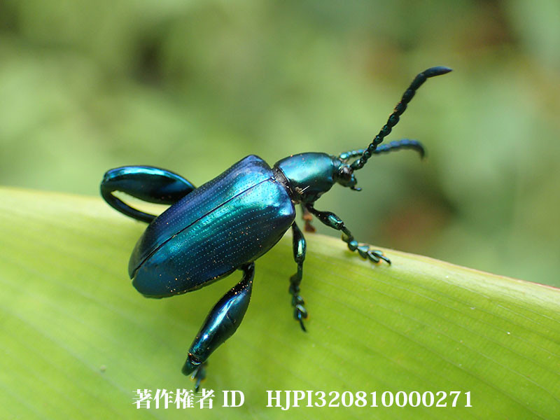 コンゴオオモモブトハムシ