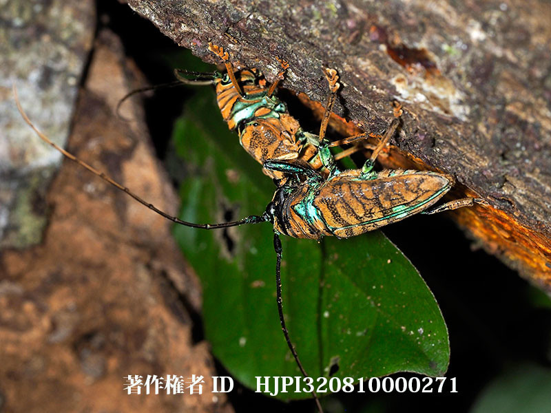 ホウセキカミキリの仲間