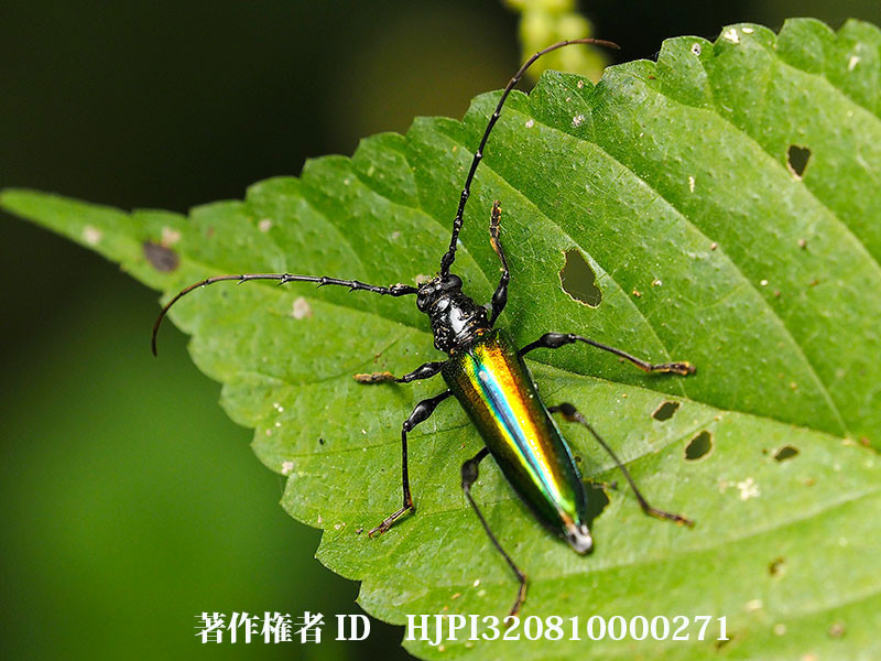 綺麗なカミキリムシ　Rhopalizus nitens