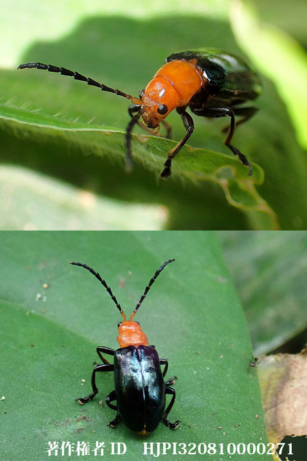 クロウリハムシの仲間