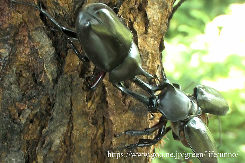 カブトムシの喧嘩