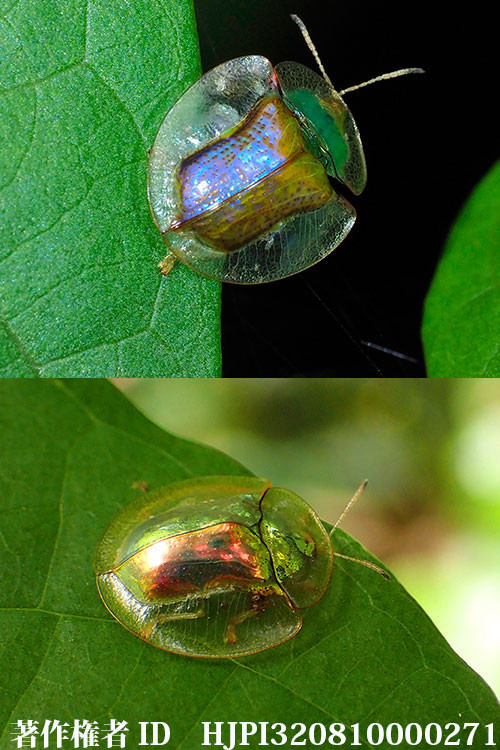 カメルーンのカメノコハムシ