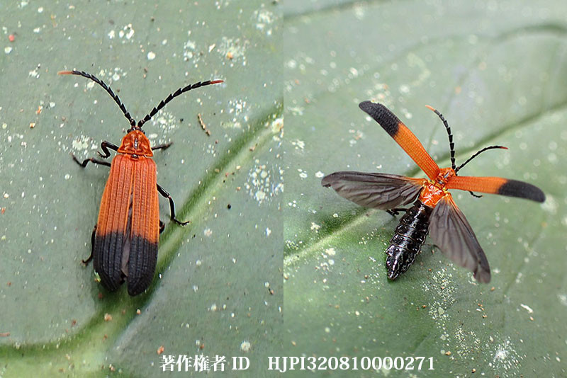 カメルーンの細身のベニボタル