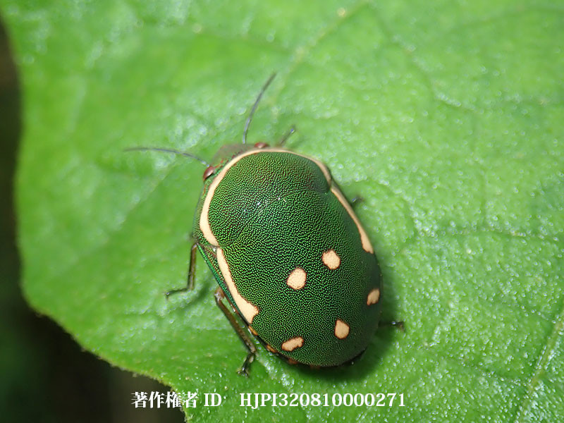 カメルーンの変わったカメムシ