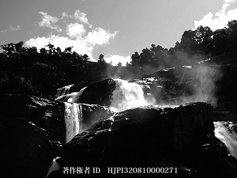 マダガスカル東部の熱帯雨林