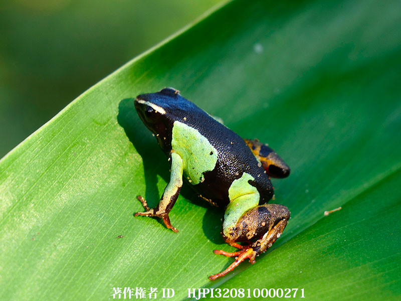 東マダガスカルの生物の多様性