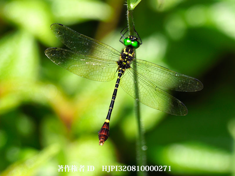 マダガスカルヤマトンボ