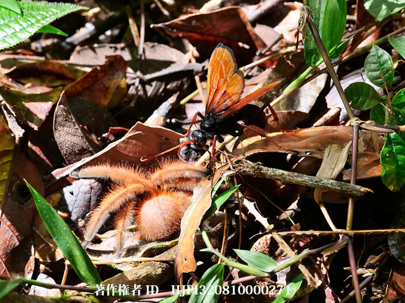 マダガスカルのベッコウバチ