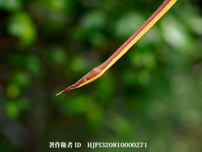 テングキノボリヘビ