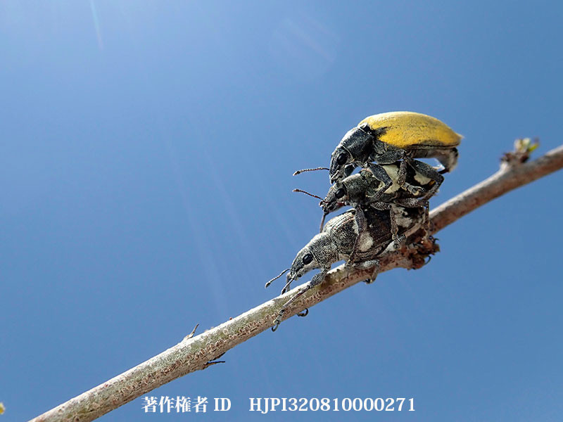 マダガスカルのゾウムシの三重連