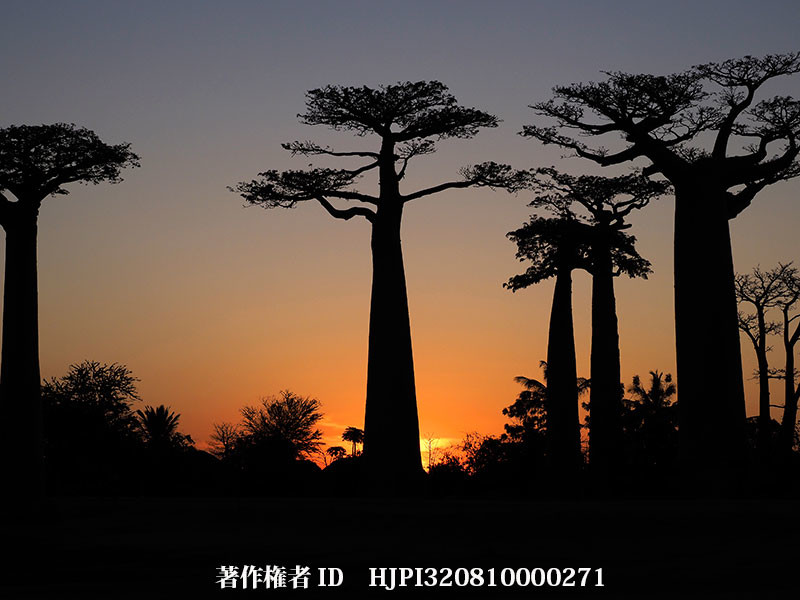 バオバブ街道の夕景