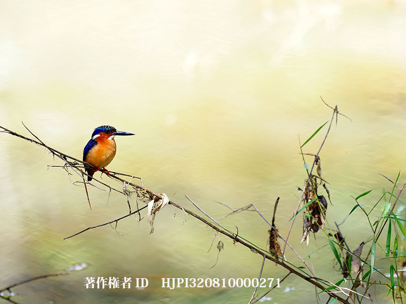 マダガスカルカンムリカワセミ