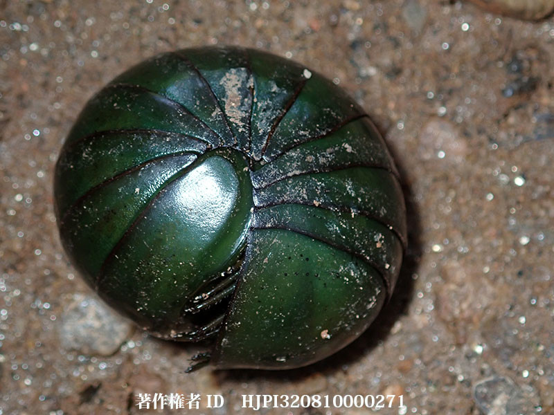 マダガスカルの大きなタマヤスデ