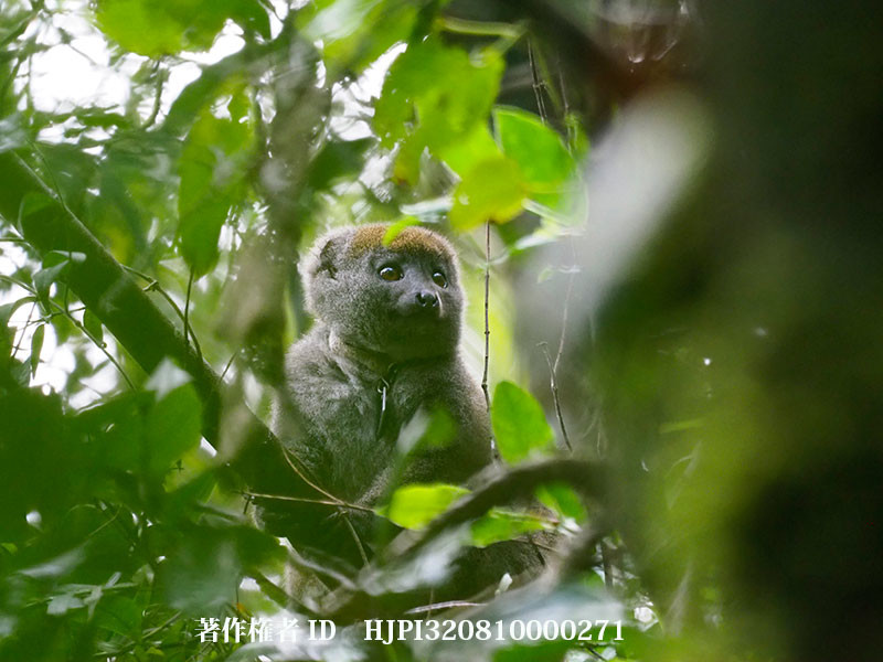 ハイイロジェントルキツネザル