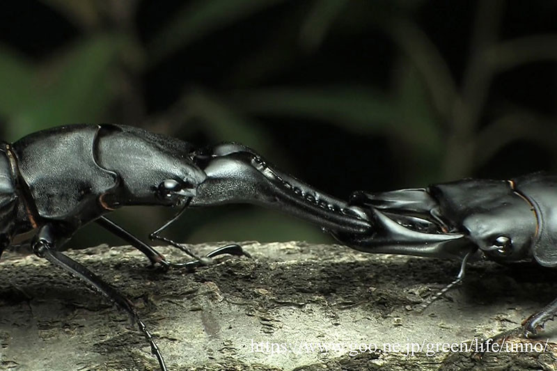 オオクワガタvsギラファノコギリクワガタ
