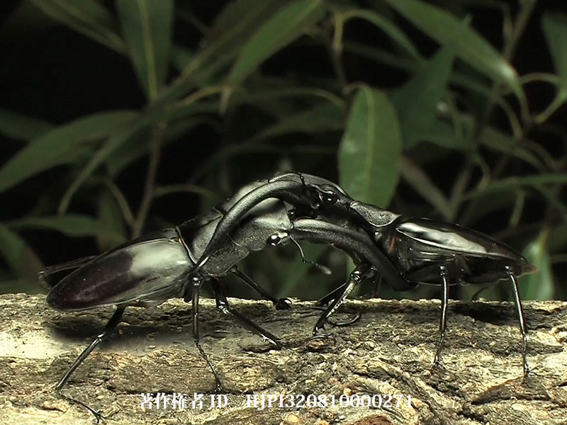 マンディブラリスフタマタクワガタVSリノケロスフタマタクワガタ