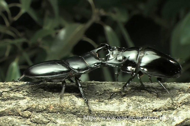 タランドゥスクロツヤクワガタ vs アンタエウスオオクワガタ