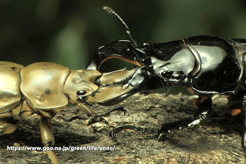 オウゴンオニクワガタvsタランドゥスクロツヤクワガタ