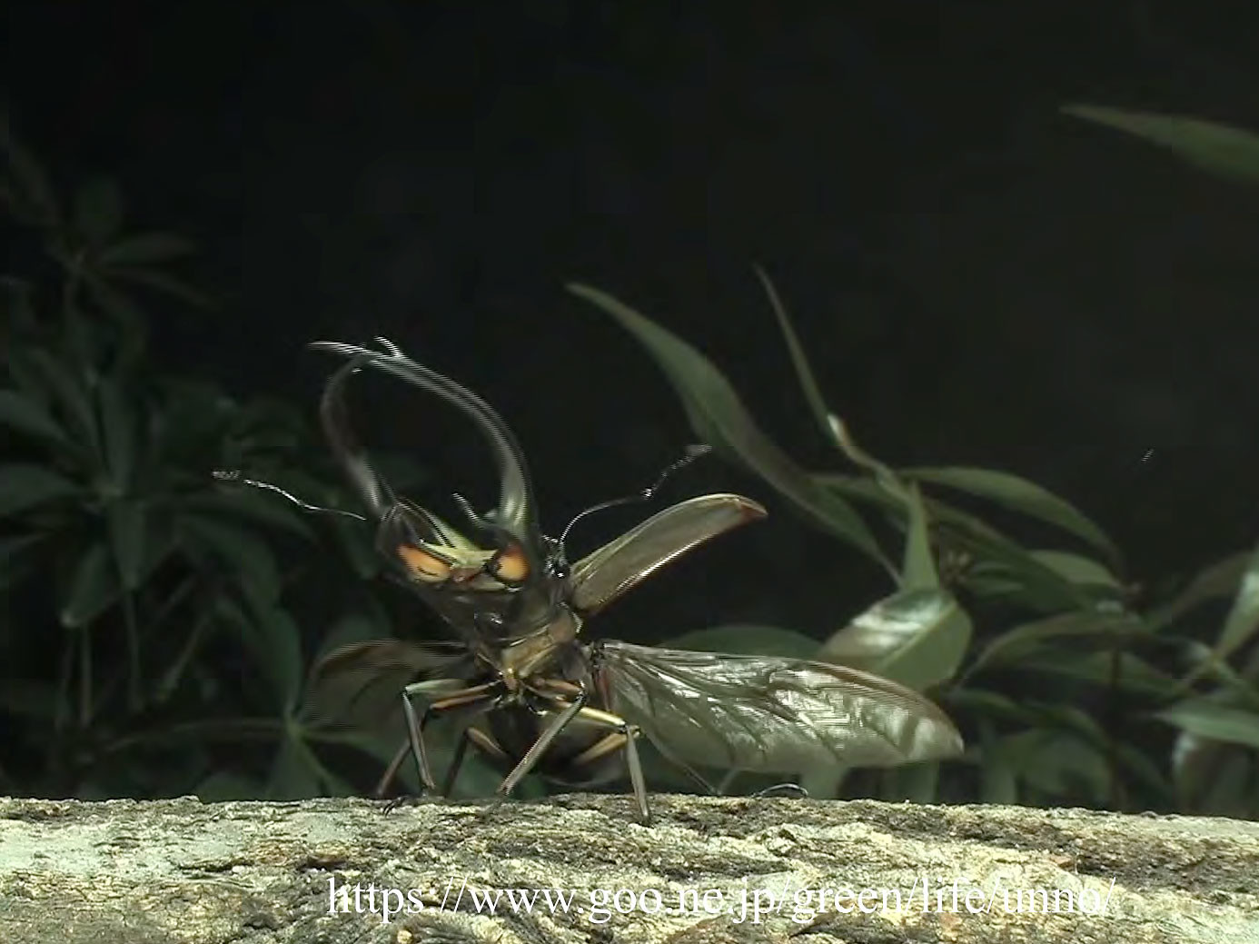 エラフスホソアカクワガタ