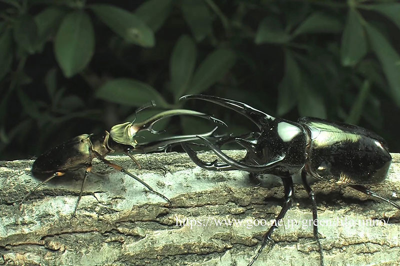 エラフスホソアカクワガタ vs コーカサスオオカブト