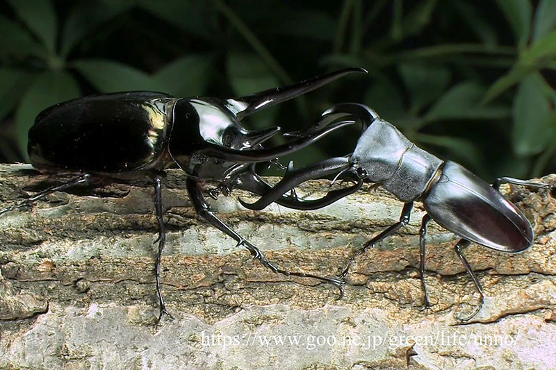 コーカサスオオカブトvsマンディブラリスフタマタクワガタ